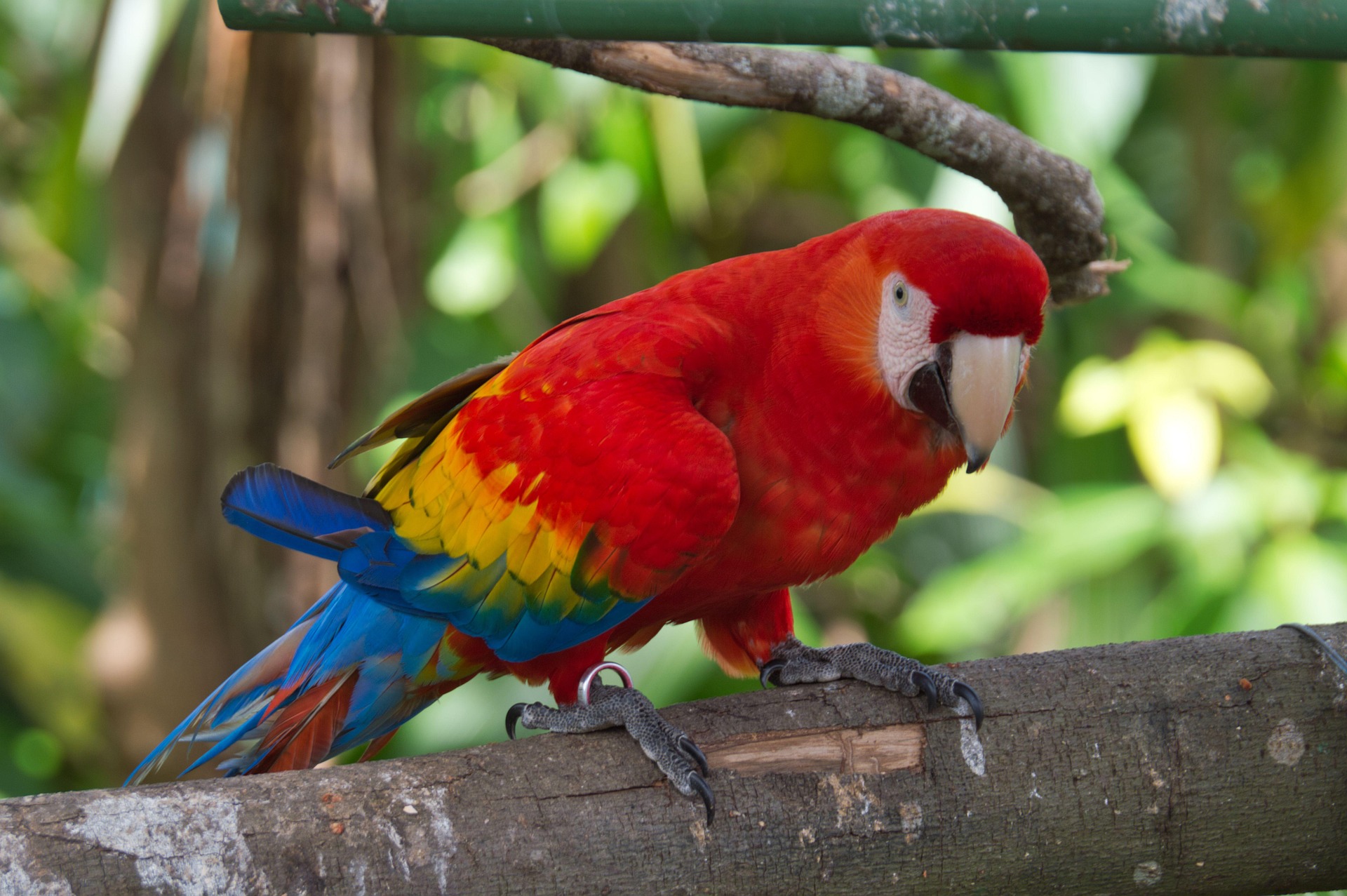 The living world of Costa Rica — 12