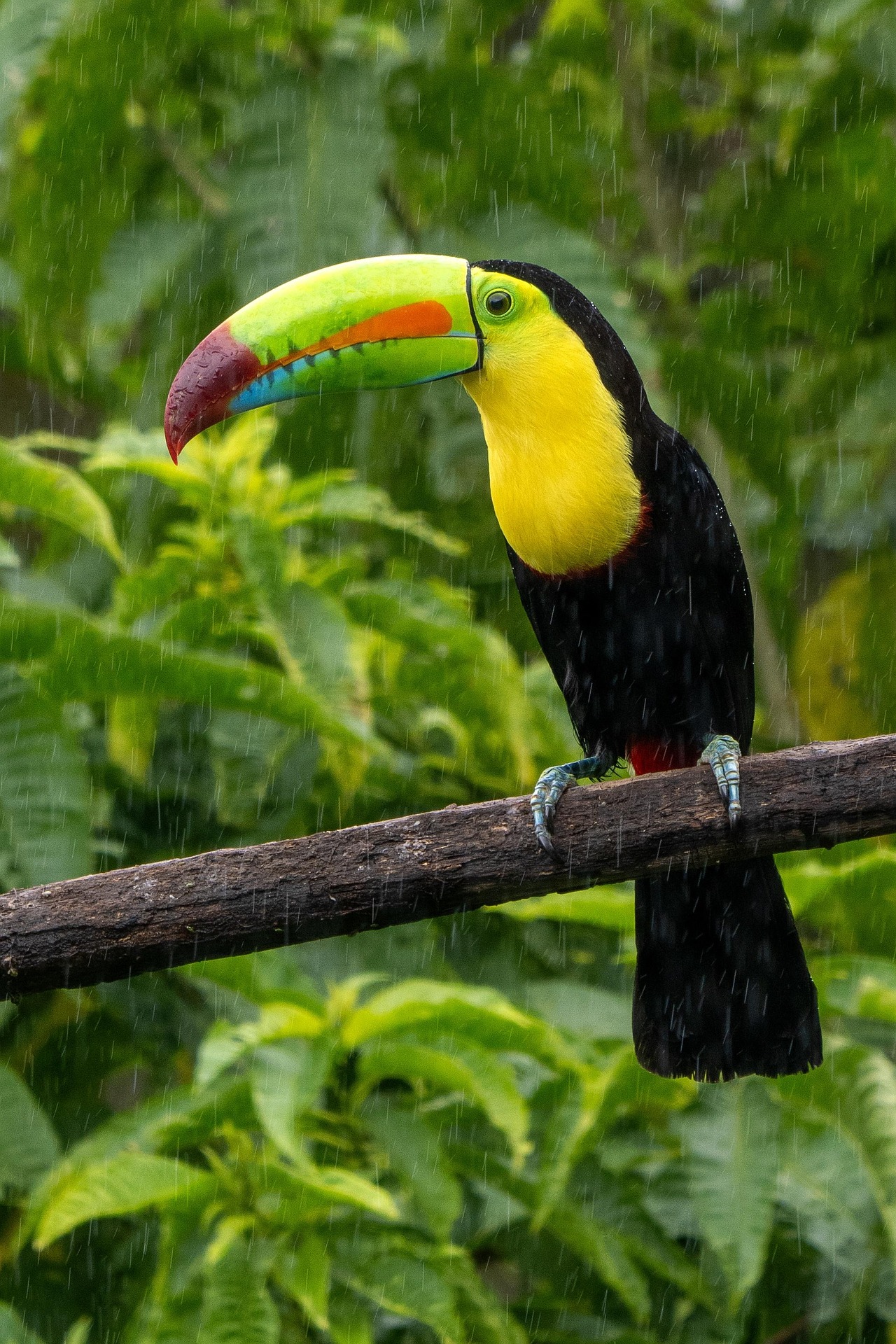 The living world of Costa Rica — 8