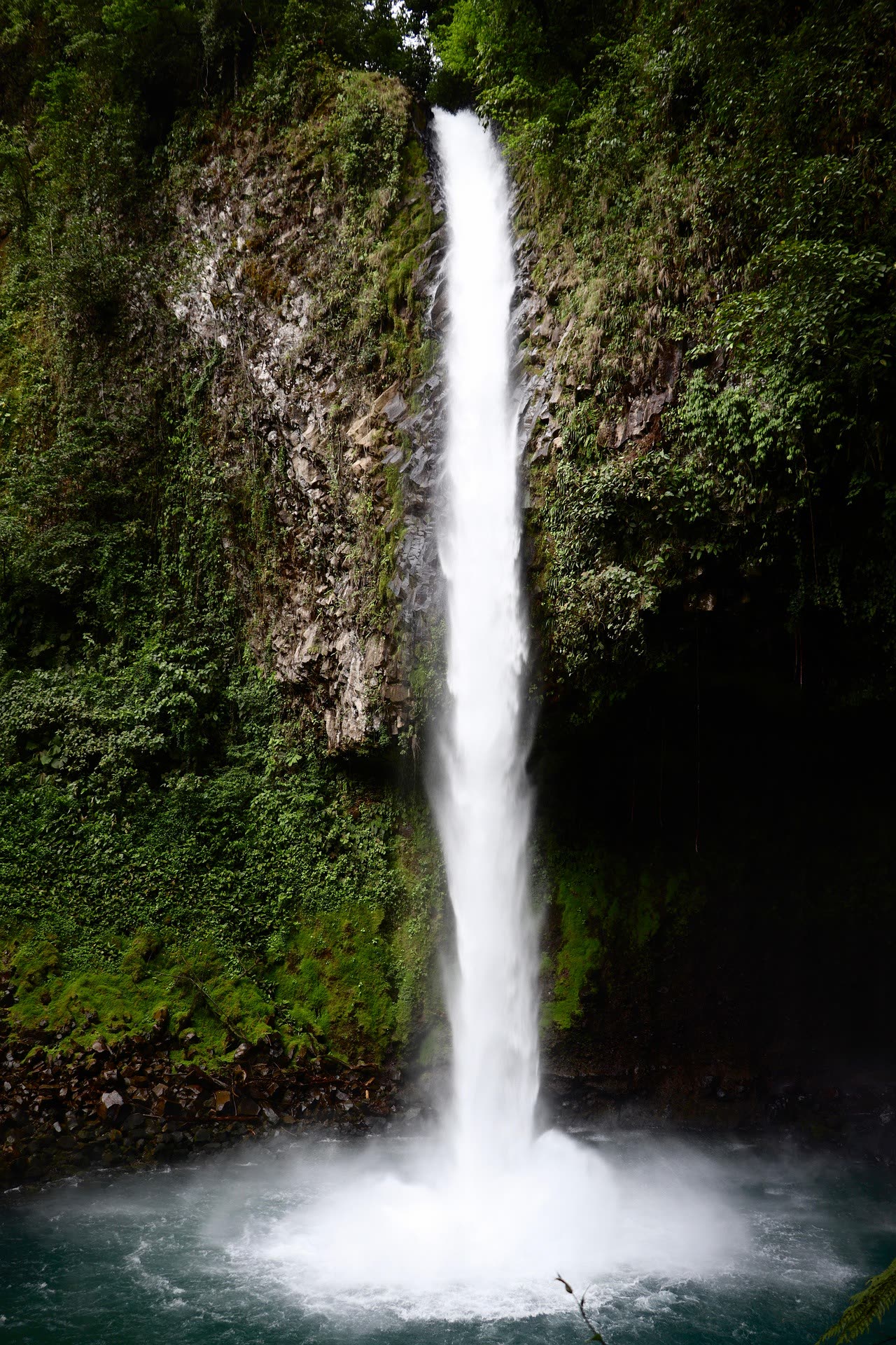 The living world of Costa Rica — 11