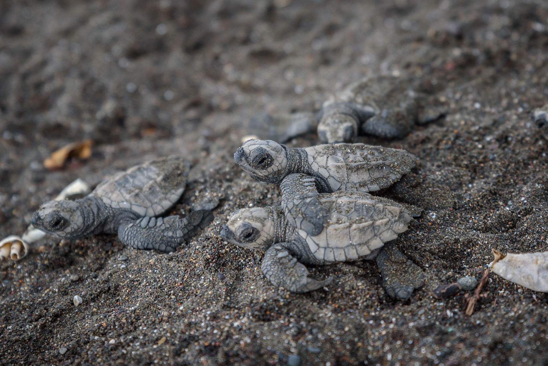 The living world of Costa Rica — 14