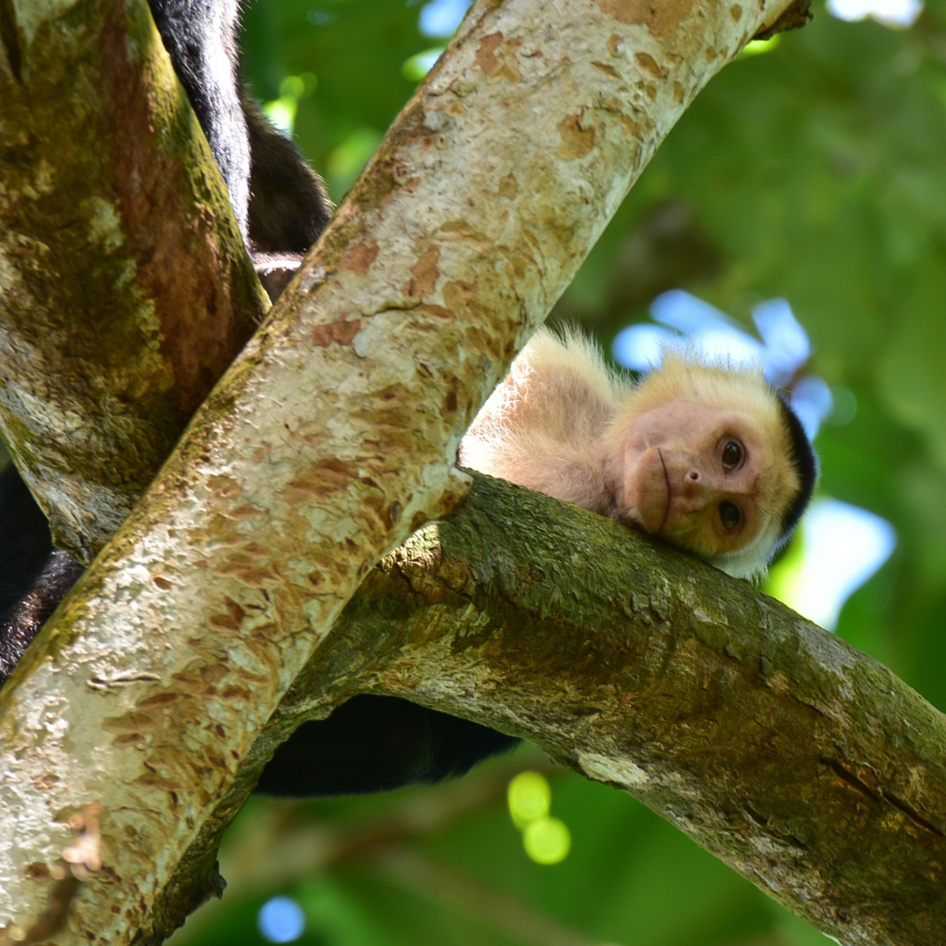 The living world of Costa Rica — 10